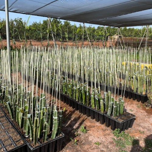 EL CULTIVO DE LA PITAHAYA EN LA COMUNIDAD VALENCIANA