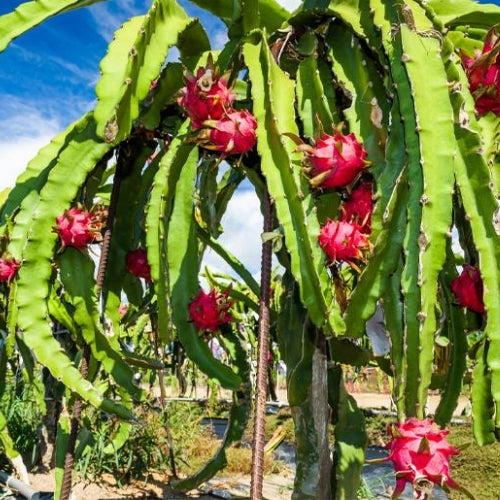 REPRODUCCIÓN DE LA PITAHAYA MEDIANTE ESQUEJES